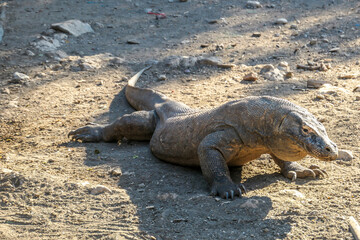 A gigantic, venomous Komodo Dragon roaming free in Komodo National Park, Flores, Indonesia. The dragon is resting in the sun. Toxic saliva is leaking from its mouth. Dangerous animal.