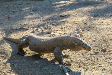 A gigantic, venomous Komodo Dragon roaming free in Komodo National Park, Flores, Indonesia. The...