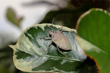 Marmorierte Baumwanze, Halyomorpha halys