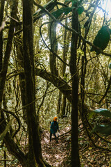 Fototapeta premium mujer joven caminando en medio del bosque