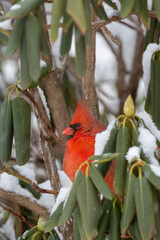 cardinal in snow