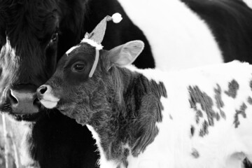 Calf in Santa hat with cow for Christmas holiday on farm.