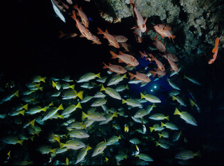 Fototapeta na wymiar Large numbers of fish in underwater cave.