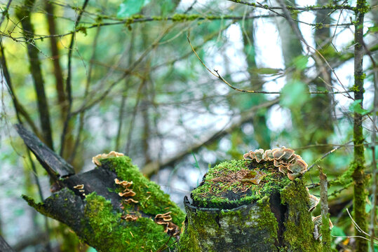 Old mossy tree stump with peeling bark and tinder fungi