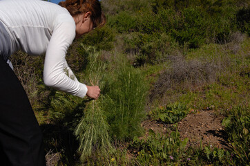 Woman collecting wild sage.