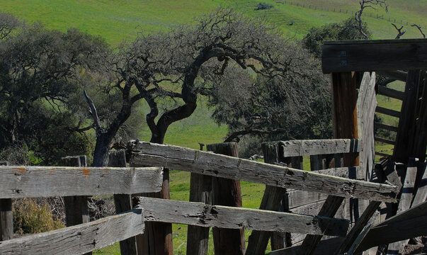 Old Cattle Chute With Oak Trees.