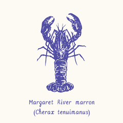 Margaret river marron (Cherax tenuimanus). Ink black and white doodle drawing in woodcut style with inscription.