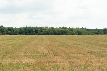 Fototapeta premium bestelltes feld