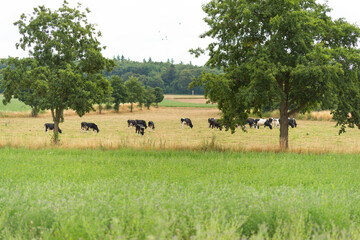 kühe grasen auf wiese