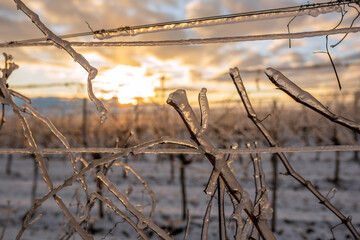Translucent frozen grapevine backlit by the setting sun. Orange sky in the background. Photo suitable as a mural for winemakers.