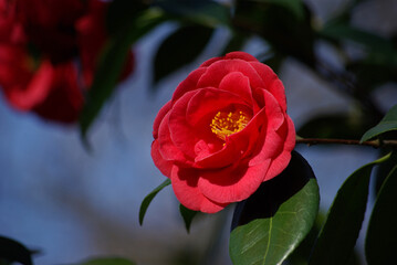Fototapeta premium Camélia rouge au jardin