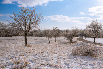 Icy trees with a bright blue sky, sunshine and a white winter landscape. After a frozen rain, nature is covered with a layer of ice