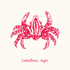 Eumedonus niger top view. Ink black and white doodle drawing in woodcut style with inscription.