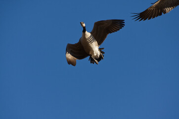 Fototapeta premium Canada Goose Flying in the Blue Sky