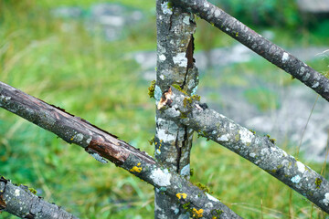 Rustic fence made of logs with peeling bark, moss and mold