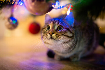 beautiful cat near the new year tree