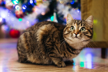 beautiful cat near the new year tree