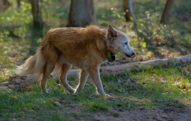 dog chilling in nature forest woods white and brown