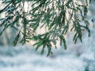 Herabhängende Tannenzweige im winterlichen Wald