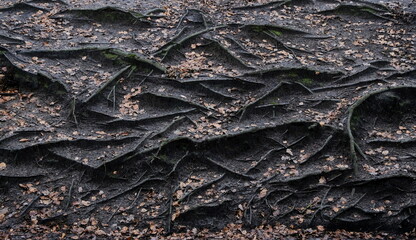 treeroots emerging from the ground in autumn