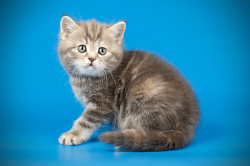 Naklejka na ściany i meble Scottish straight shorthair cat on colored backgrounds