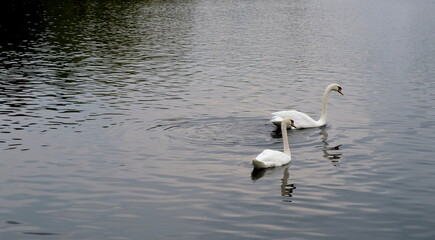 fountain show in themepark with music near lake