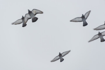 Flying birds in the gray sky.