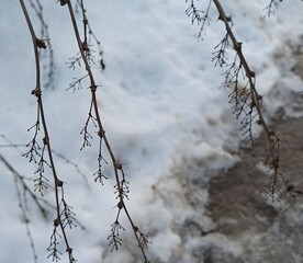 bare bush branches in winter snow