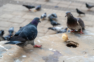Urban pigeons eating white bread on the street