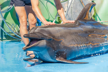 A man stroking a dolphin © runny1975