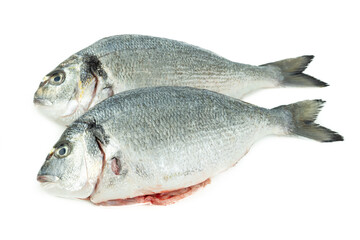 Sparus aurata. Two gilthead seabream isolated on white background. Raw fish. Top view. Copy space.