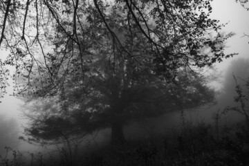 Black and white landscape with dark silhouettes. Dense fog in dark forest. Dark feeling image. White light on sky. High quality photo