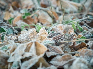 Mit Raureif überzogenes Laub im winterlichen Wald