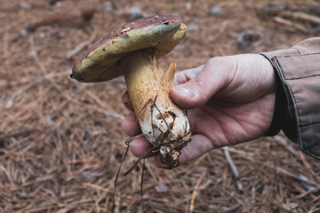 Man hand holding a Boletus edulis mushroom (a.k.a. porcino). Eatable mushroom.