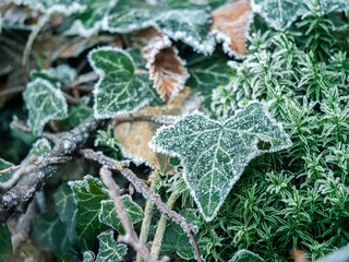 Mit Raureif überzogenes Efeu im winterlichen Wald