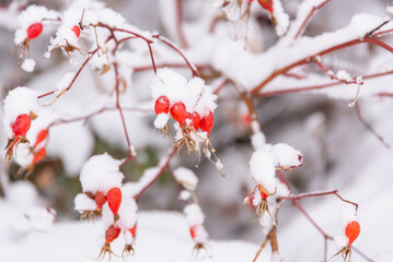 Rosehip on a branch covered with snow.