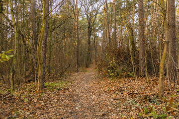 Long path in forest full of fallen autumn leaves