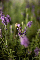 flower photographed with macro