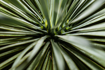 a plant photographed in macro