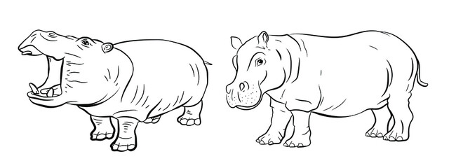 In the animal world. Image of african hippopotamus. Black and white drawing, coloring, vector.