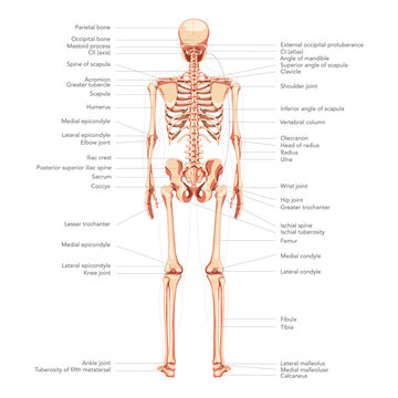 Skeleton Human diagram back posterior view with all parts labeled. Flat natural colour Vector illustration didactic board of anatomy isolated on white background medical skull spine ribs pelvis joints