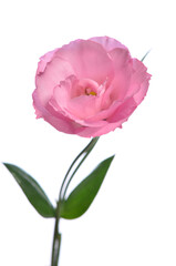 One pink eustoma on a white background.