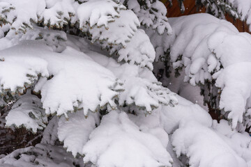 Spruce tree covered with snow.