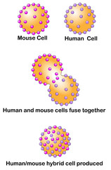Experiment to show the fluid mosaic model of cell membrane structure.  The image shows the fusion of human and mouse cells to form a hybrid cell that shows the mixing of membrane proteins.  