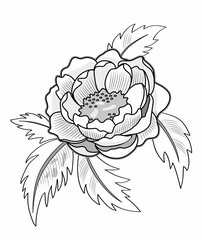 Peony flower with leaves isolated on white background.