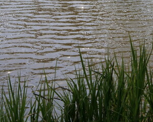 Abstract background with water, coastal grass and a place under the text