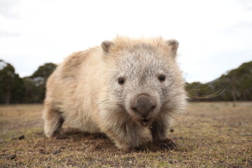 cute and wild Wombat Australia Tasmania Marsupial