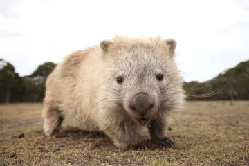 Photo sur Plexiglas Mont Cradle cute and wild Wombat Australia Tasmania Marsupial