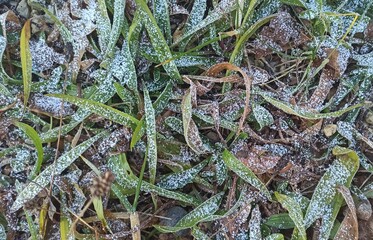 frozen fallen leaves in autumn, leaves on the ground in hoarfrost, abstract natural background