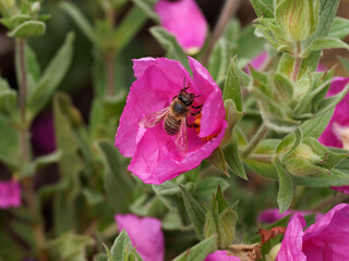 Apis mellifera - Abeille européenne ou abeille noire butinant sur une fleur d'aster